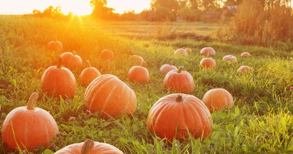 What is Pumpkin Powder What is Pumpkin Powder