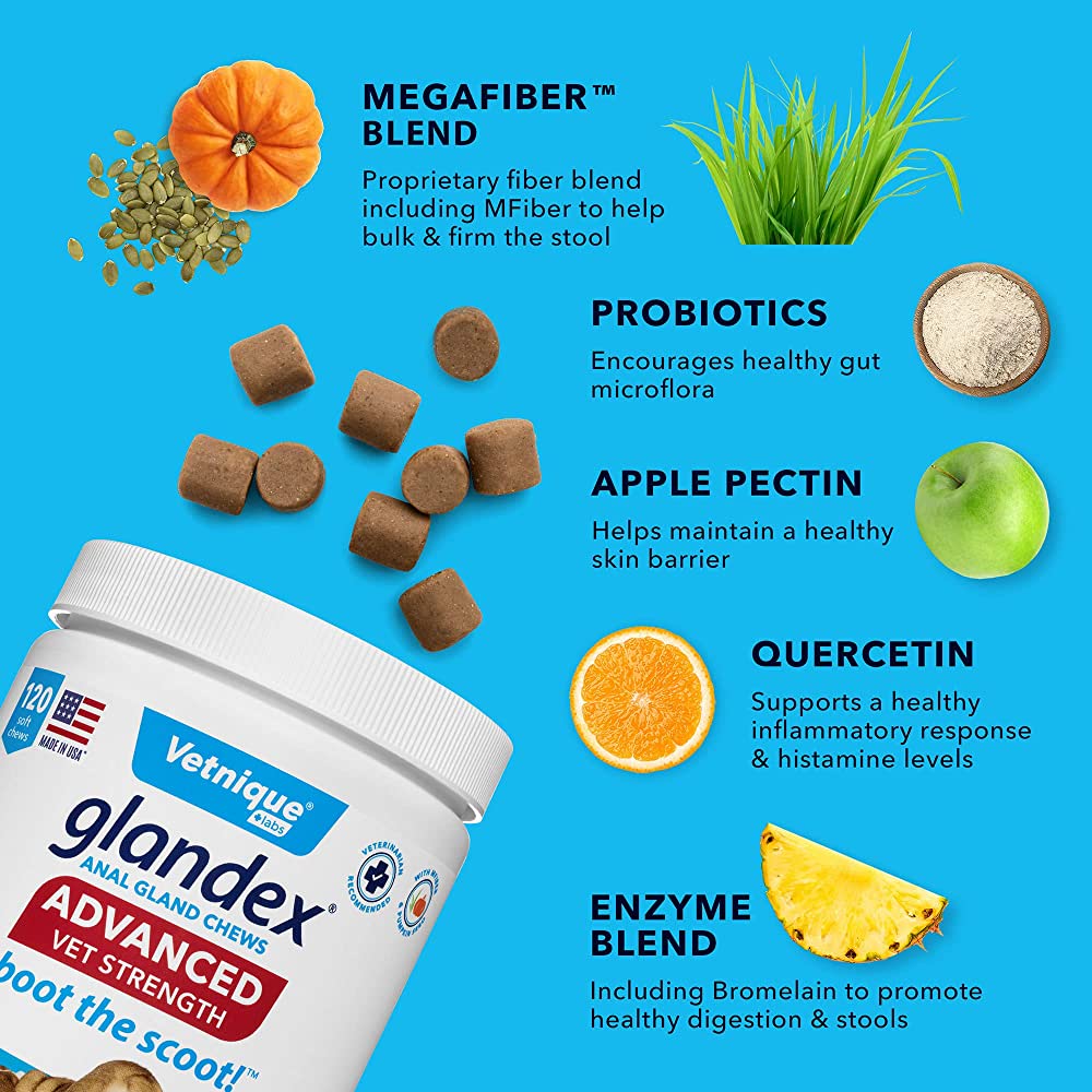 Benefits of Pumpkin Powder for Dogs Benefits of Pumpkin Powder for Dogs