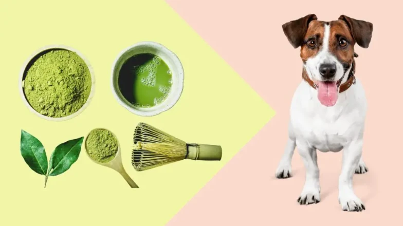 Matcha Powder Pet Food Benefits Matcha Powder Pet Food Benefits